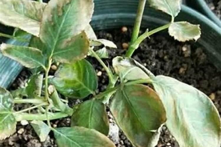 秋季花卉施肥过量怎么办？