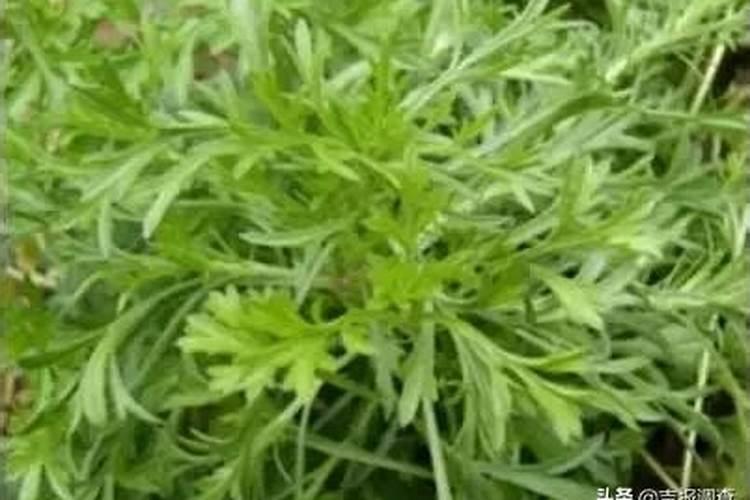 四月份苗圃管理该做哪些？