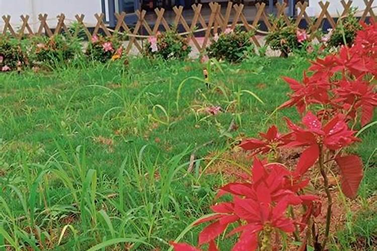 幼儿园草坪的消毒方法