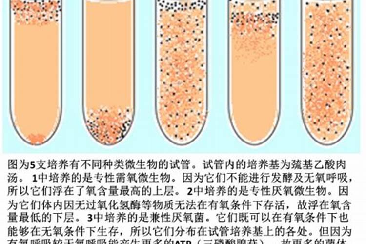 ...豆科植物因根部有根瘤菌无需或只需少量施用氮肥 B.为使农作物高产...