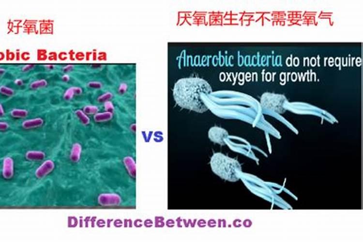 为什么豆类植物不需要施氮肥？