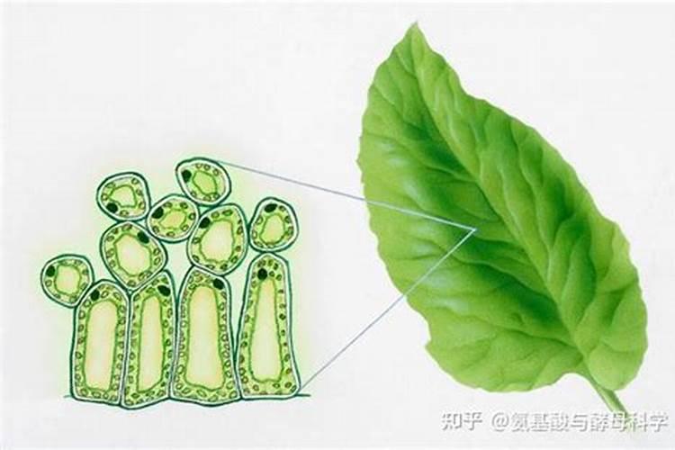 叶绿素护绿方法