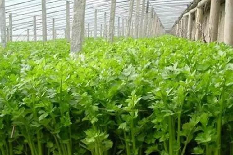 冬季大棚芹菜几月份育苗