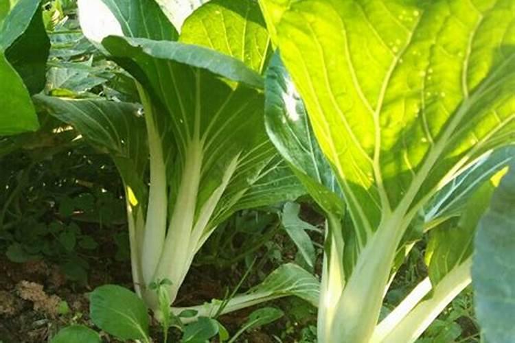 小白菜被水泡后使用叶面肥可以吗？