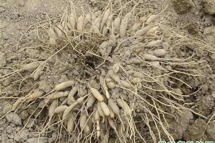 玉竹的种植方法都有哪些