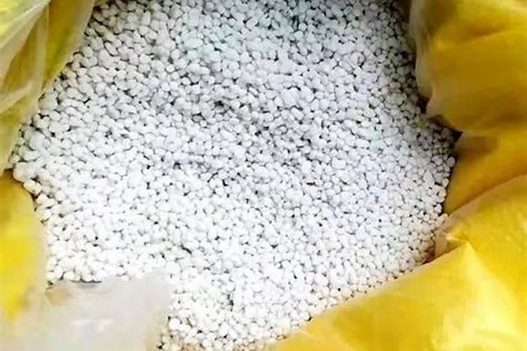 油茶苗怎样栽培 养殖需要注意什么