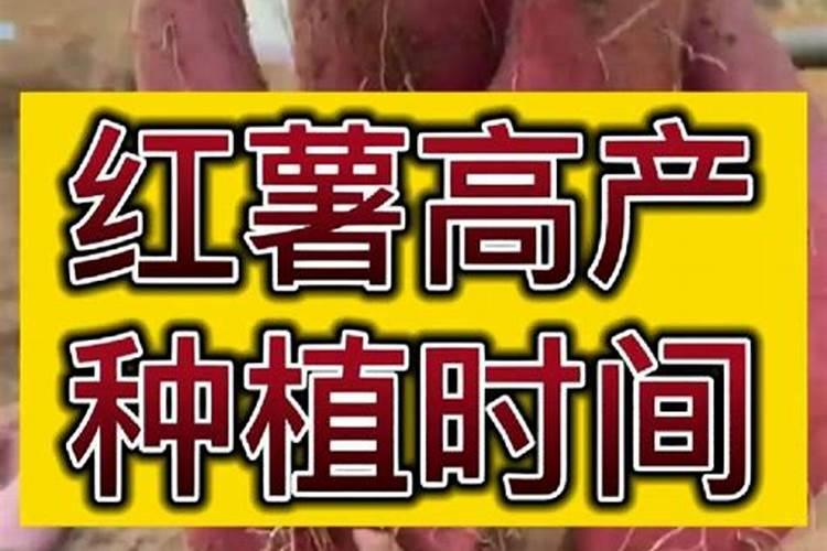 种红薯用什么肥料最好高产？