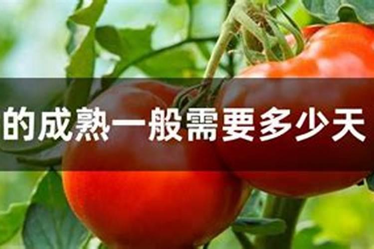番茄结果期施什么肥好,如何施肥