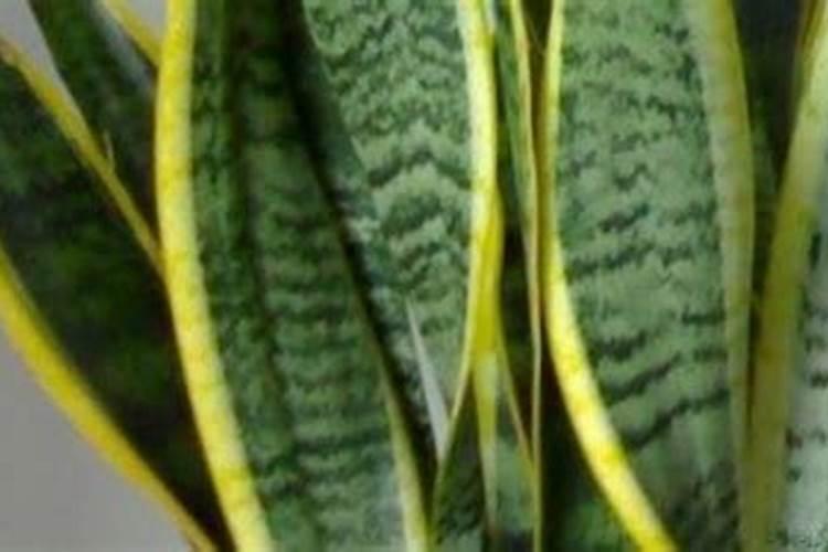 虎皮兰用什么肥料