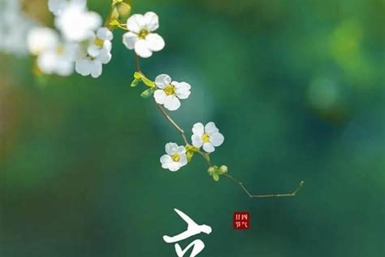 春季如何正确地给月季浇水？