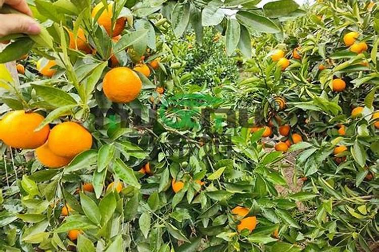 柑橘用什么水溶肥好及水溶肥施用指南