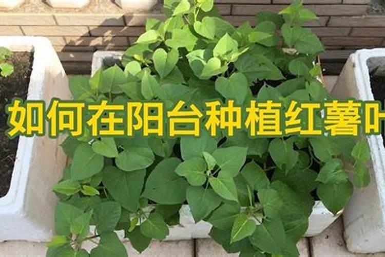 德国拜耳生产的世玛除草剂每亩用多少毫升？