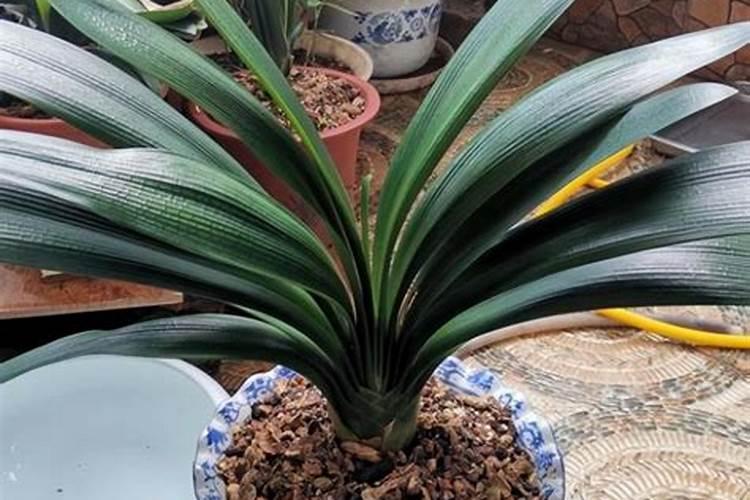 山东菏泽盛可丰药肥好吗