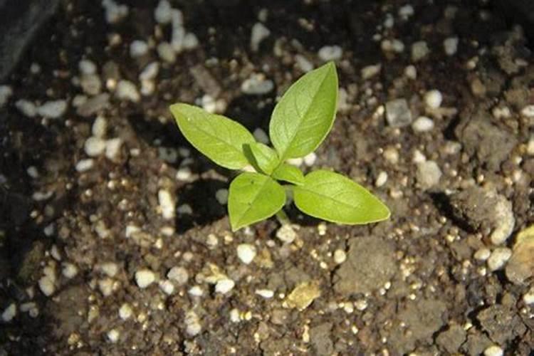 果树打药与施肥存在哪些误区