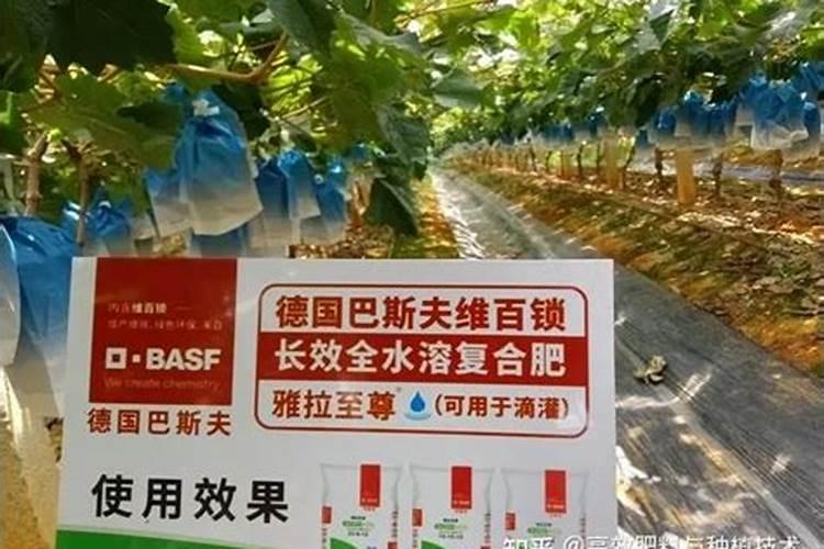 阳光玫瑰葡萄后期用什么配方的水溶肥？