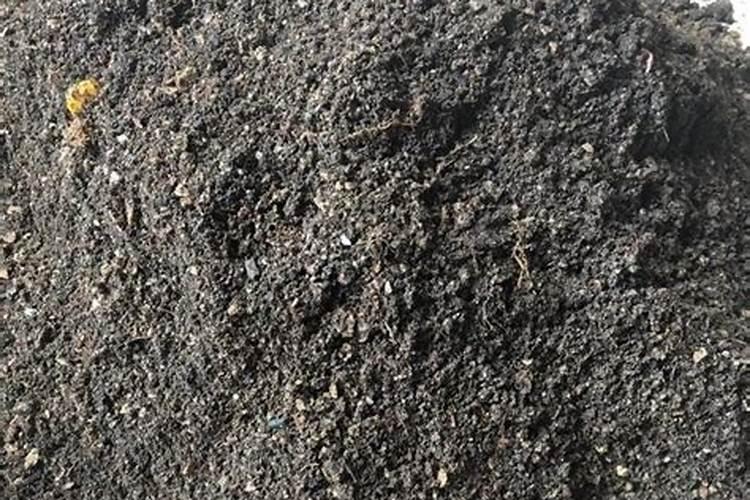 昙花施什么肥最好