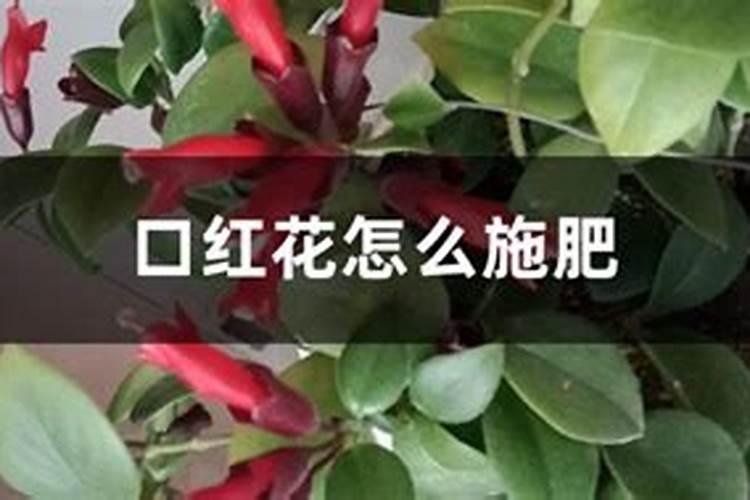 种植红花的方法