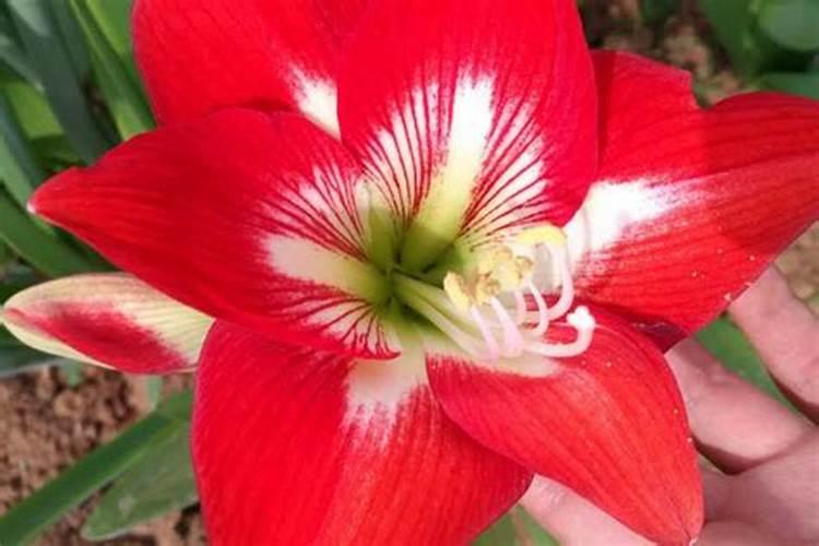 中药材壮根肥什么时候施肥,中药材追肥用什么肥料好？用什么肥料可以生根...