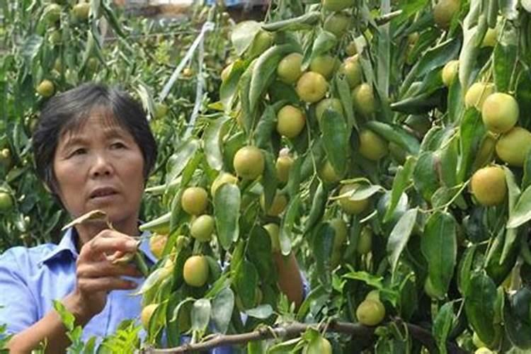 枣树叶子变小发卷怎么治疗