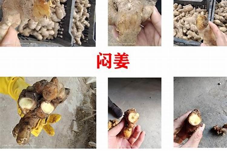 种生姜用什肥料做追肥好