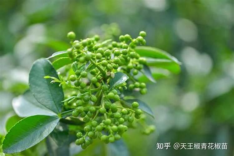 大豆泡水可以当肥料吗