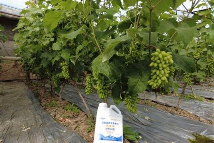 大量元素水溶肥高钾配方用什么含量的钾肥