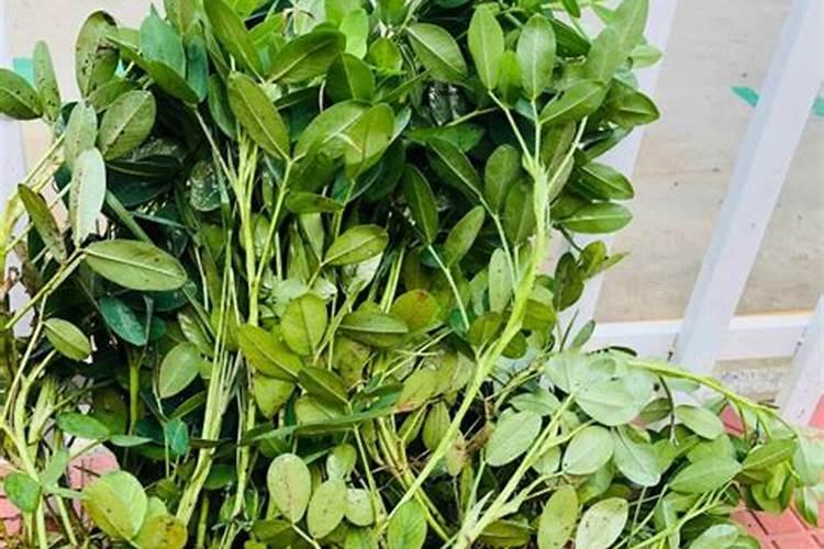 花生追肥用什么肥料