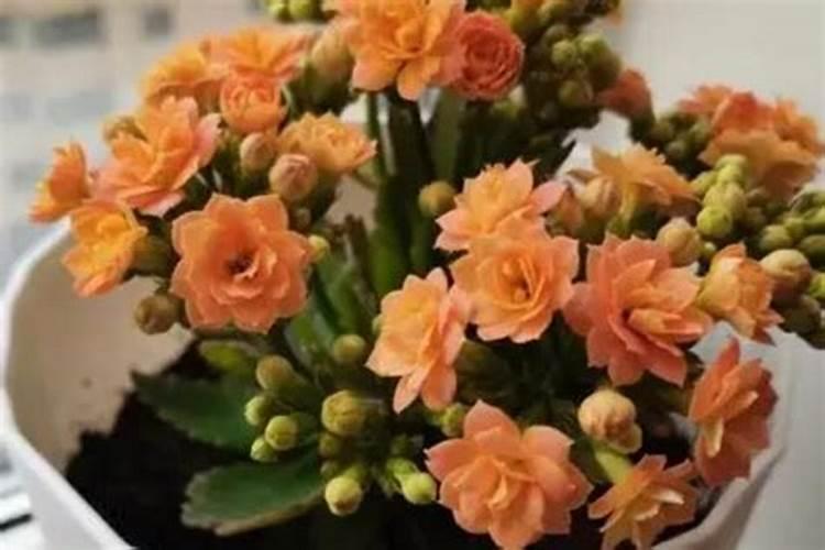 长寿花施什么肥好,长寿花施氮磷钾肥料最好
