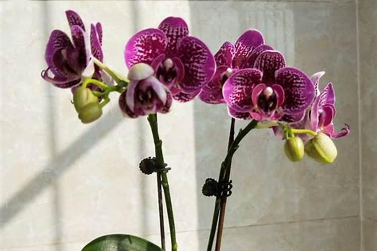 蝴蝶兰只长花剑不长花苞怎么办