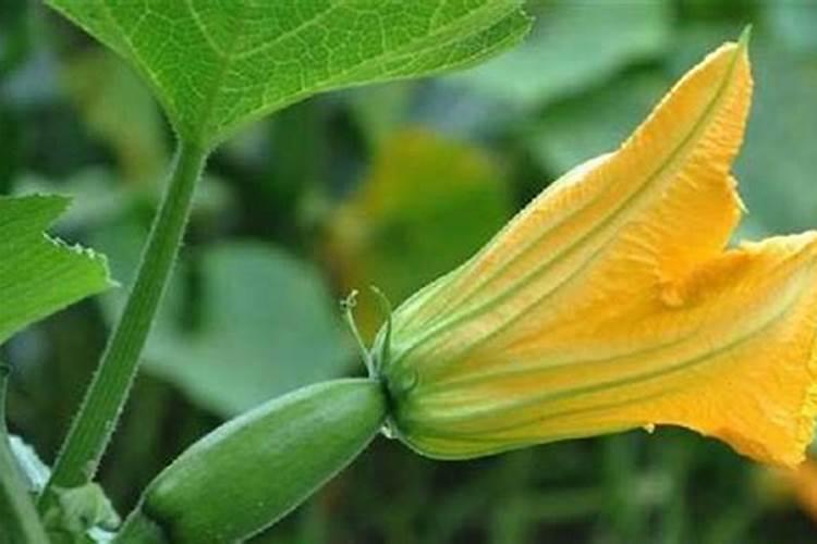 我种瓜果蔬菜为什么只长藤不开花呢？