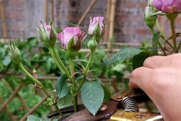 给花施肥的正确方法