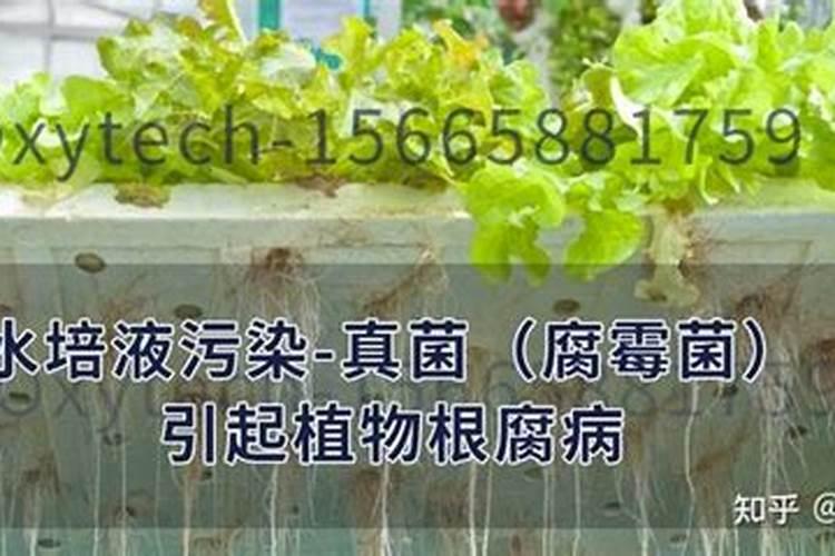 自制水培营养液的方法