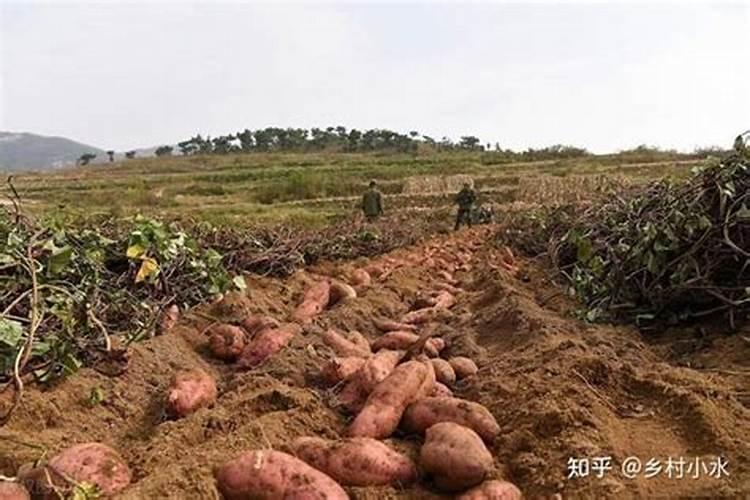 红薯施肥注意事项是什么