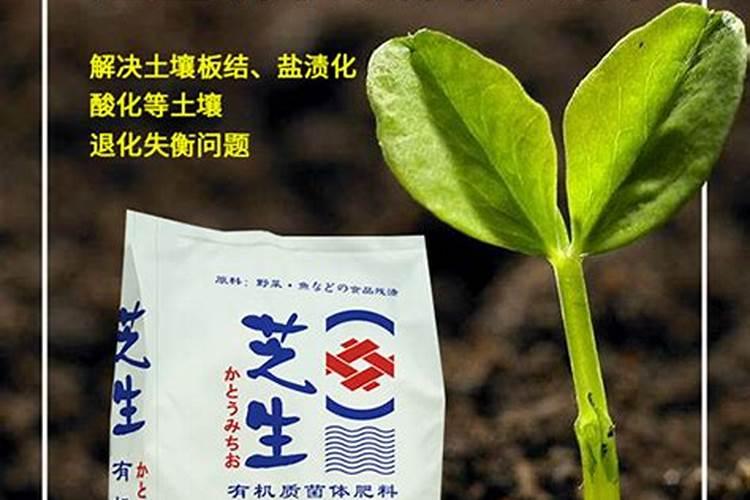 玉米什么时候打叶面肥好 使用方法有哪些