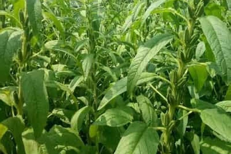 用什么肥料可以提高芝麻的产量？