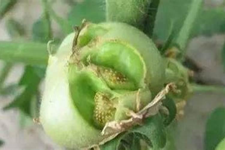 鱼蛋白叶面肥对植物的作用