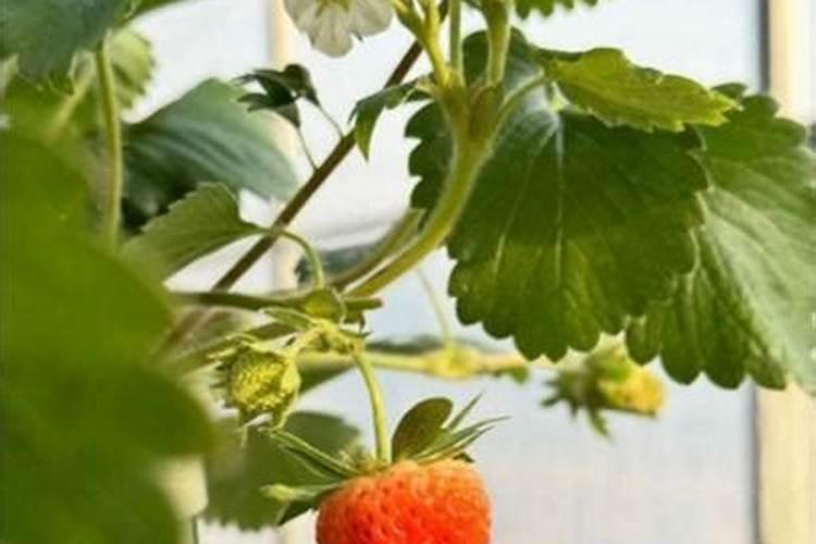 草莓是什么病