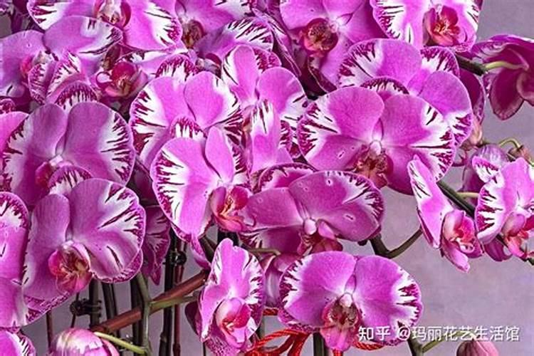 蝴蝶兰施什么肥