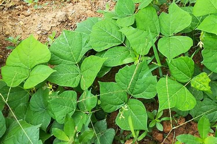 12月种凉薯几月放肥料
