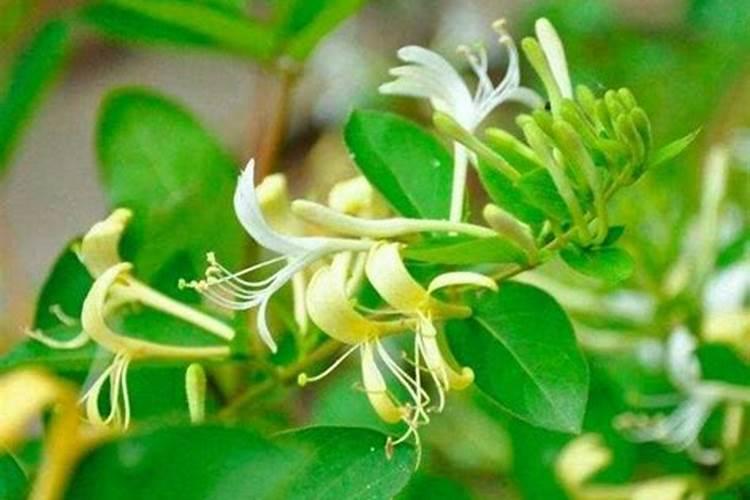 盆栽金银花间隔几天施肥(盆栽金银花施肥技巧,掌握间隔施肥时间,助力...