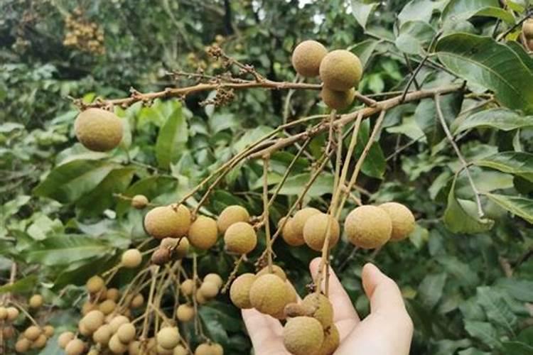 龙眼树应该怎样控梢促花呢？
