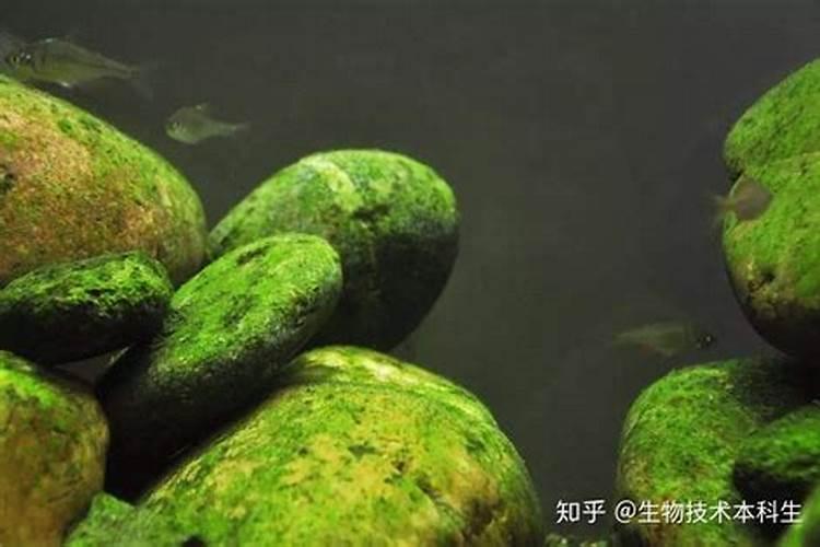 水草叶子上 长绿藻 怎么除
