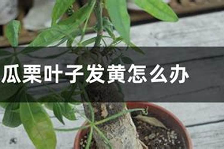 西瓜叶子发黄是怎么回事,用什么药？