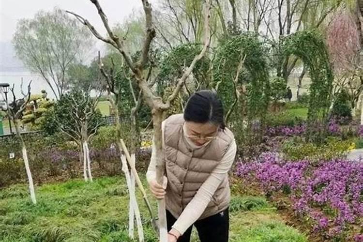杨树苗施肥的最佳时间 施什么肥生长更旺盛