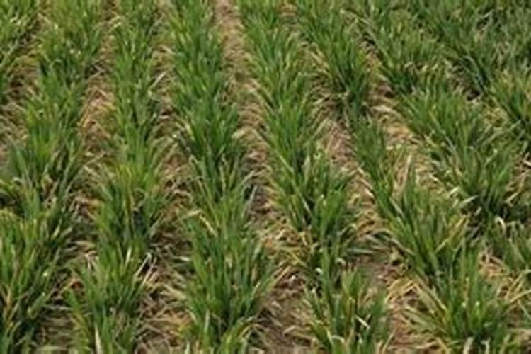 寒露时节如何打理好大棚蔬菜？