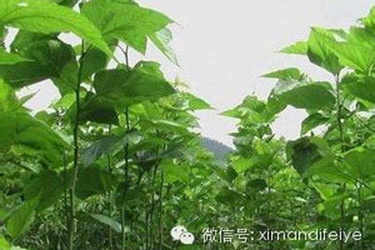 桑树最忌三种肥料
