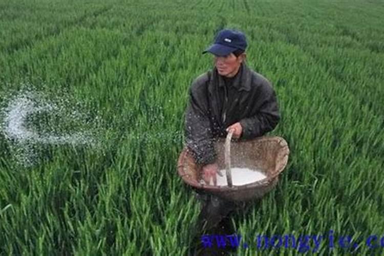 小麦返青能用水溶肥吗,水溶肥施用技巧