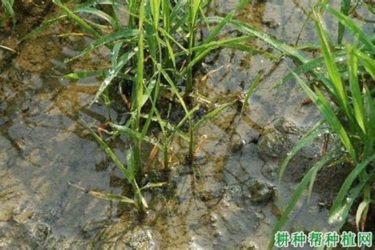 水稻秧苗叶尖发黄怎么办