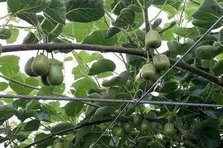 【柑橘施肥秘籍】这样施肥满足柑橘不同生长阶段的营养需求