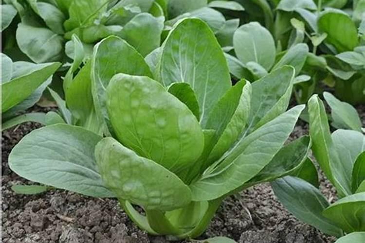 上海青多大施肥一次